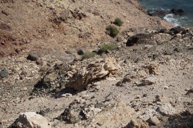 Kemirgen Atlantoxerus getulus, sonbaharda Costa Calma 'daki Atlantik kıyısında vahşi doğada yaşar. Barbar sincap (