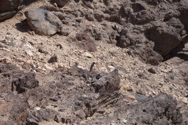Kemirgen Atlantoxerus getulus, sonbaharda Costa Calma 'daki Atlantik kıyısında vahşi doğada yaşar. Barbar sincap (