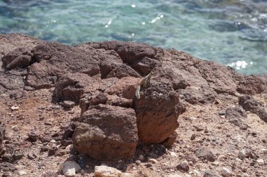 Kemirgen Atlantoxerus getulus, sonbaharda Costa Calma 'daki Atlantik kıyısında vahşi doğada yaşar. Barbar sincap (