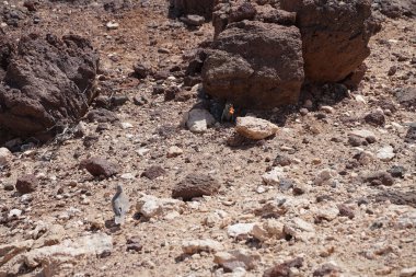 Kemirgen Atlantoxerus getulus, sonbaharda Costa Calma 'daki Atlantik kıyısında vahşi doğada yaşar. Barbar sincap (