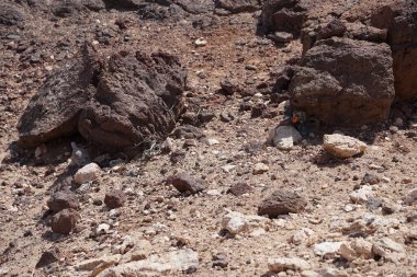Kemirgen Atlantoxerus getulus ve Streptopelia dekaocto kuşu sonbaharda Costa Calma 'nın Atlantik kıyısında vahşi doğada yaşarlar. Barbar sincap (