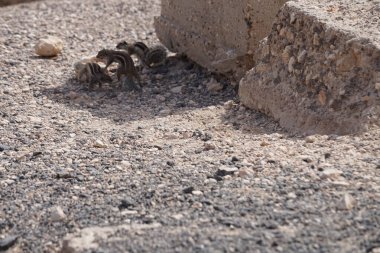 Rodents Atlantoxerus getulus live in the wild on the Atlantic coast of Costa Calma in autumn. The Barbary ground squirrel, Atlantoxerus getulus, is a species of rodent in the family Sciuridae. Fuerteventura, Las Palmas, Canary Islands, Spain.  clipart