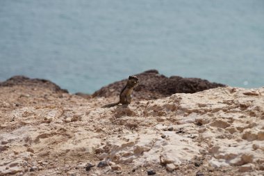 Kemirgen Atlantoxerus getulus, sonbaharda Costa Calma 'daki Atlantik kıyısında vahşi doğada yaşar. Barbar sincap (