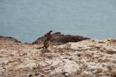 Kemirgenler Atlantoxerus getulus sonbaharda Costa Calma 'nın Atlantik kıyısında vahşi doğada yaşar. Barbar sincap (