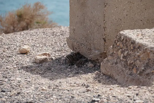 Kemirgenler Atlantoxerus getulus sonbaharda Costa Calma 'nın Atlantik kıyısında vahşi doğada yaşar. Barbar sincap (