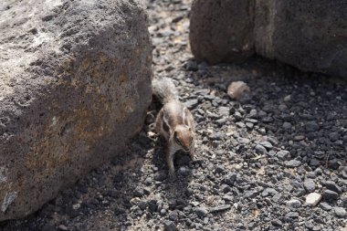 Kemirgen Atlantoxerus getulus, sonbaharda Costa Calma 'daki Atlantik kıyısında vahşi doğada yaşar. Barbar sincap (