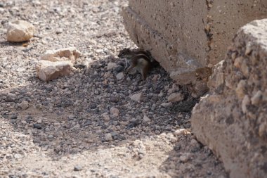 Kemirgen Atlantoxerus getulus, sonbaharda Costa Calma 'daki Atlantik kıyısında vahşi doğada yaşar. Barbar sincap (
