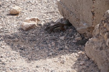 Kemirgen Atlantoxerus getulus, sonbaharda Costa Calma 'daki Atlantik kıyısında vahşi doğada yaşar. Barbar sincap (