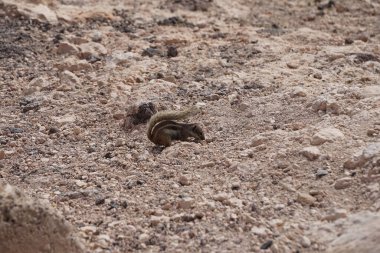 Kemirgen Atlantoxerus getulus, sonbaharda Costa Calma 'daki Atlantik kıyısında vahşi doğada yaşar. Barbar sincap (
