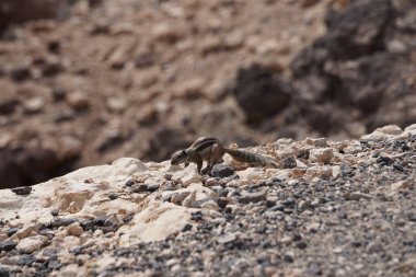 Kemirgen Atlantoxerus getulus, sonbaharda Costa Calma 'daki Atlantik kıyısında vahşi doğada yaşar. Barbar sincap (