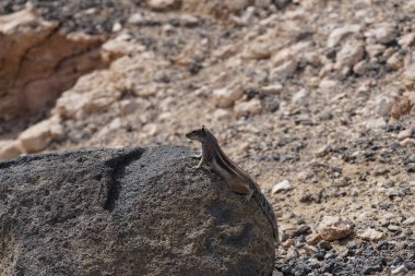 Kemirgen Atlantoxerus getulus, sonbaharda Costa Calma 'daki Atlantik kıyısında vahşi doğada yaşar. Barbar sincap (