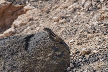 Kemirgen Atlantoxerus getulus, sonbaharda Costa Calma 'daki Atlantik kıyısında vahşi doğada yaşar. Barbar sincap (