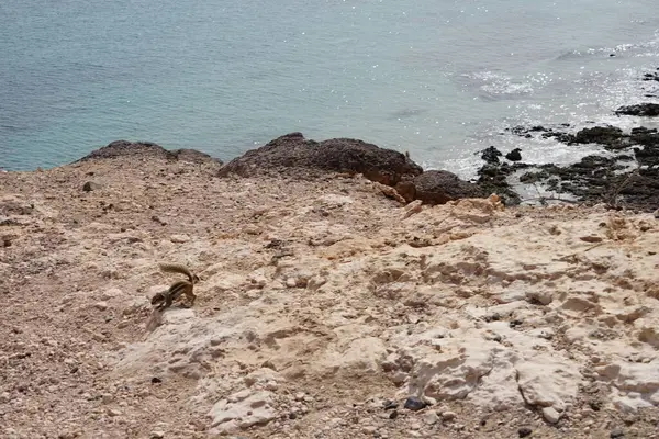 Kemirgen Atlantoxerus getulus sonbaharda Costa Calma 'nın Atlantik kıyısında vahşi doğada yaşar. Barbar sincap (