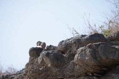 Kemirgen Atlantoxerus getulus, sonbaharda Costa Calma 'daki Atlantik kıyısında vahşi doğada yaşar. Barbar sincap (