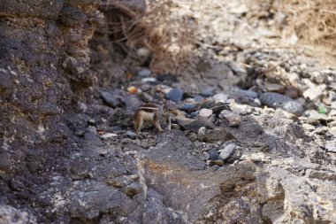 Kemirgen Atlantoxerus getulus, sonbaharda Costa Calma 'daki Atlantik kıyısında vahşi doğada yaşar. Barbar sincap (