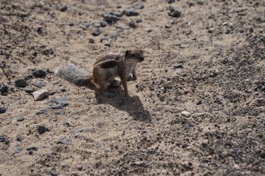 Kemirgen Atlantoxerus getulus, sonbaharda Costa Calma 'daki Atlantik kıyısında vahşi doğada yaşar. Barbar sincap (