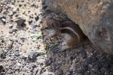 The rodent Atlantoxerus getulus lives in the wild on the Atlantic coast in Costa Calma in autumn. The Barbary ground squirrel, Atlantoxerus getulus, is a species of rodent in the family Sciuridae. Fuerteventura, Las Palmas, Canary Islands, Spain.  clipart