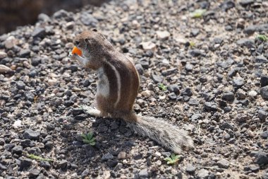 Kemirgen Atlantoxerus getulus, sonbaharda Costa Calma 'daki Atlantik kıyısında vahşi doğada yaşar. Barbar sincap (