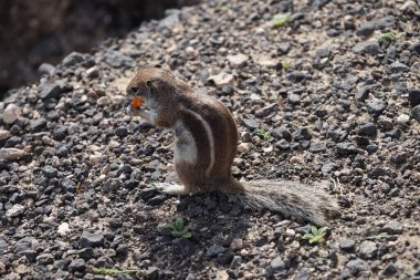 Kemirgen Atlantoxerus getulus, sonbaharda Costa Calma 'daki Atlantik kıyısında vahşi doğada yaşar. Barbar sincap (