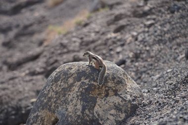 Kemirgen Atlantoxerus getulus, sonbaharda Costa Calma 'daki Atlantik kıyısında vahşi doğada yaşar. Barbar sincap (