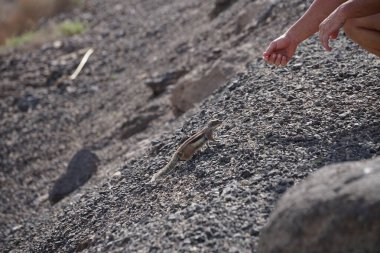 Kemirgen Atlantoxerus getulus, sonbaharda Costa Calma 'daki Atlantik kıyısında vahşi doğada yaşar. Barbar sincap (