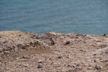 Kemirgen Atlantoxerus getulus, sonbaharda Costa Calma 'daki Atlantik kıyısında vahşi doğada yaşar. Barbar sincap (