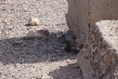 Kemirgen Atlantoxerus getulus, sonbaharda Costa Calma 'daki Atlantik kıyısında vahşi doğada yaşar. Barbar sincap (