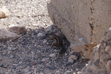 Kemirgen Atlantoxerus getulus, sonbaharda Costa Calma 'daki Atlantik kıyısında vahşi doğada yaşar. Barbar sincap (