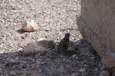 Kemirgen Atlantoxerus getulus, sonbaharda Costa Calma 'daki Atlantik kıyısında vahşi doğada yaşar. Barbar sincap (