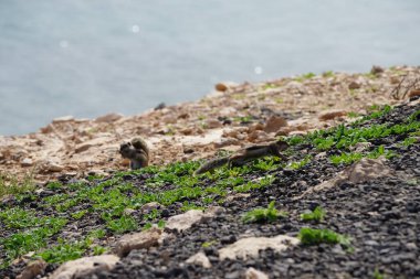 Kemirgenler Atlantoxerus getulus sonbaharda Costa Calma 'nın Atlantik kıyısında vahşi doğada yaşar. Barbar sincap (