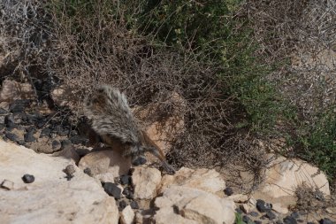 Kemirgen Atlantoxerus getulus, sonbaharda Costa Calma 'daki Atlantik kıyısında vahşi doğada yaşar. Barbar sincap (