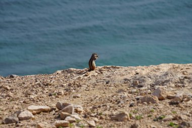 Kemirgen Atlantoxerus getulus, sonbaharda Costa Calma 'daki Atlantik kıyısında vahşi doğada yaşar. Barbar sincap (
