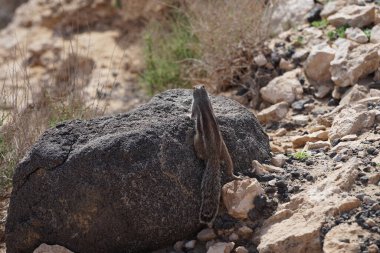 The rodent Atlantoxerus getulus lives in the wild on the Atlantic coast in Costa Calma in autumn. The Barbary ground squirrel, Atlantoxerus getulus, is a species of rodent in the family Sciuridae. Fuerteventura, Las Palmas, Canary Islands, Spain.  clipart