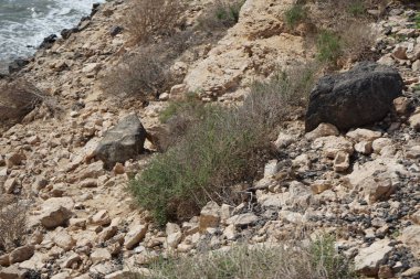 Kemirgen Atlantoxerus getulus, sonbaharda Costa Calma 'daki Atlantik kıyısında vahşi doğada yaşar. Barbar sincap (