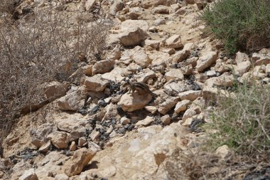 Kemirgen Atlantoxerus getulus, sonbaharda Costa Calma 'daki Atlantik kıyısında vahşi doğada yaşar. Barbar sincap (