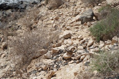 Kemirgen Atlantoxerus getulus, sonbaharda Costa Calma 'daki Atlantik kıyısında vahşi doğada yaşar. Barbar sincap (