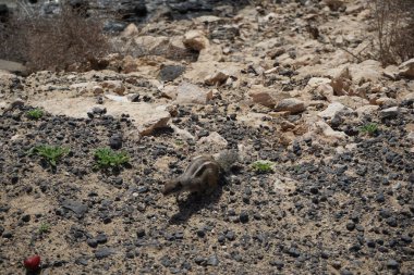 Kemirgen Atlantoxerus getulus, sonbaharda Costa Calma 'daki Atlantik kıyısında vahşi doğada yaşar. Barbar sincap (