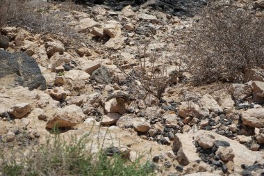 Kemirgenler Atlantoxerus getulus sonbaharda Costa Calma 'nın Atlantik kıyısında vahşi doğada yaşar. Barbar sincap (