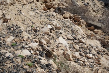 Kemirgen Atlantoxerus getulus sonbaharda Costa Calma 'nın Atlantik kıyısında vahşi doğada yaşar. Barbar sincap (