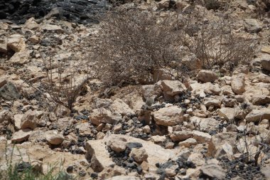 Kemirgenler Atlantoxerus getulus sonbaharda Costa Calma 'nın Atlantik kıyısında vahşi doğada yaşar. Barbar sincap (