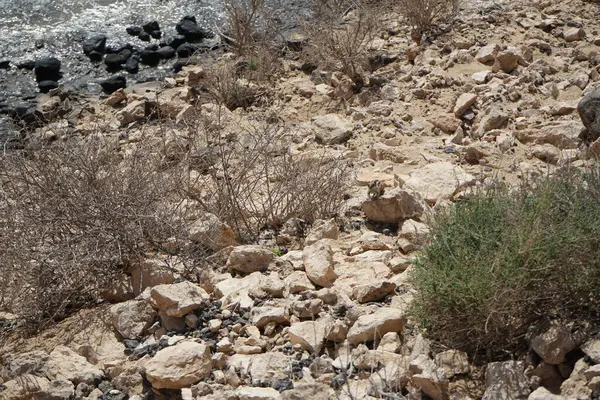 Kemirgen Atlantoxerus getulus, sonbaharda Costa Calma 'daki Atlantik kıyısında vahşi doğada yaşar. Barbar sincap (