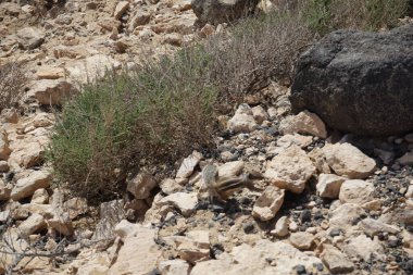 Atlantoxerus getulus kemirgeni, sonbaharda Costa Calma 'daki Atlantik kıyısında vahşi doğada yaşar. Barbar sincap (