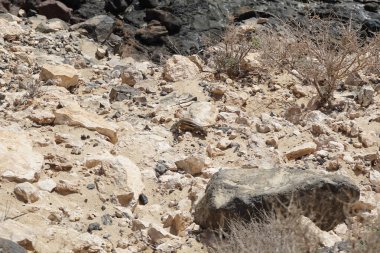 Atlantoxerus getulus kemirgeni, sonbaharda Costa Calma 'daki Atlantik kıyısında vahşi doğada yaşar. Barbar sincap (