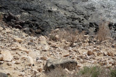 Atlantoxerus getulus kemirgeni, sonbaharda Costa Calma 'daki Atlantik kıyısında vahşi doğada yaşar. Barbar sincap (