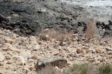 Atlantoxerus getulus kemirgeni, sonbaharda Costa Calma 'daki Atlantik kıyısında vahşi doğada yaşar. Barbar sincap (