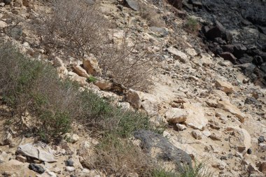 Atlantoxerus getulus kemirgeni, sonbaharda Costa Calma 'daki Atlantik kıyısında vahşi doğada yaşar. Barbar sincap (