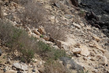 Atlantoxerus getulus kemirgeni, sonbaharda Costa Calma 'daki Atlantik kıyısında vahşi doğada yaşar. Barbar sincap (