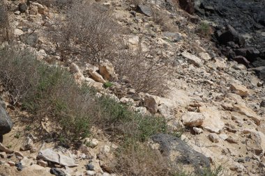 Atlantoxerus getulus kemirgeni, sonbaharda Costa Calma 'daki Atlantik kıyısında vahşi doğada yaşar. Barbar sincap (