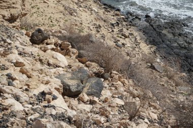 Atlantoxerus getulus kemirgeni, sonbaharda Costa Calma 'daki Atlantik kıyısında vahşi doğada yaşar. Barbar sincap (