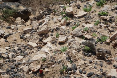 Atlantoxerus getulus kemirgeni, sonbaharda Costa Calma 'daki Atlantik kıyısında vahşi doğada yaşar. Barbar sincap (